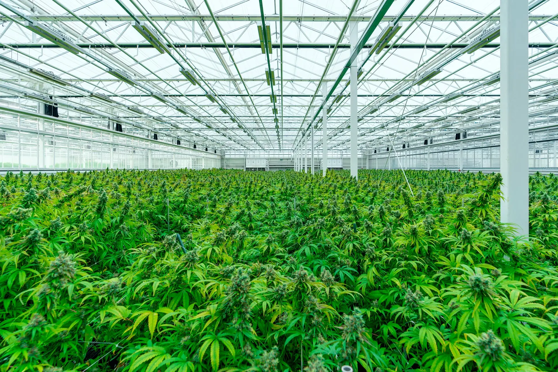 Cannabis cultivation