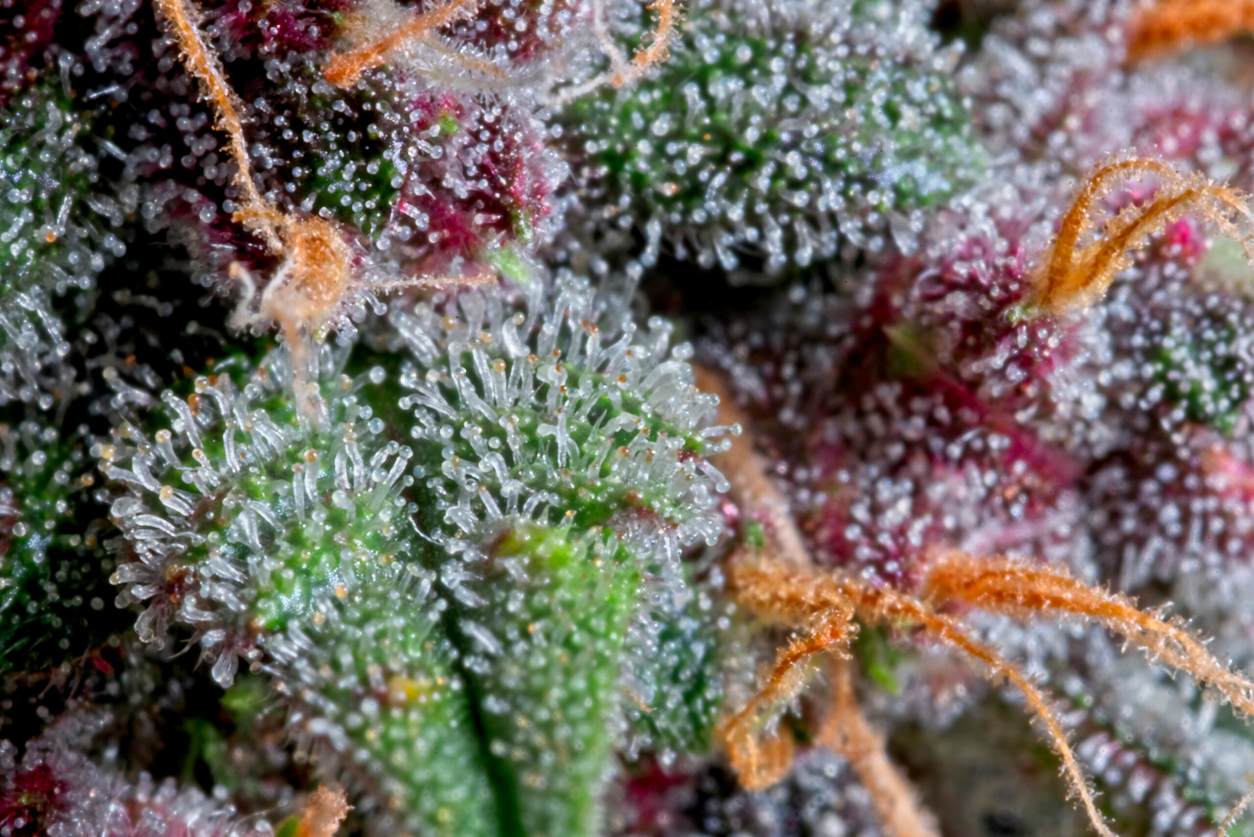 Tricomes
