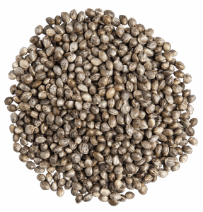 The Genesis of Growth: Seed Selection & Germination