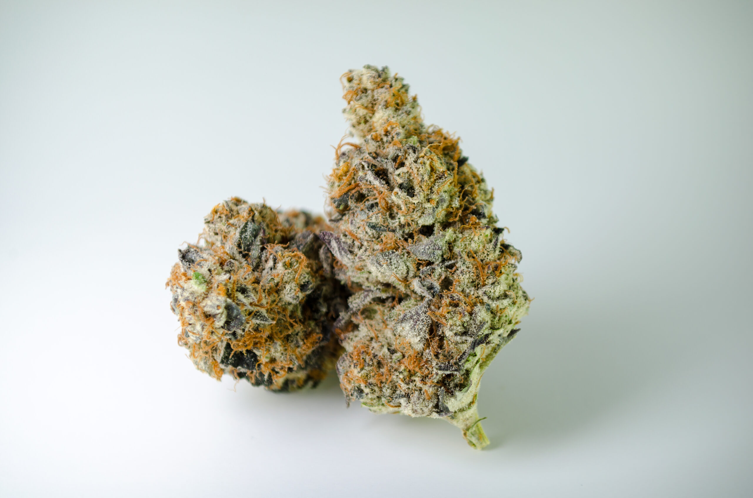 Cannabis Cultivation Stages