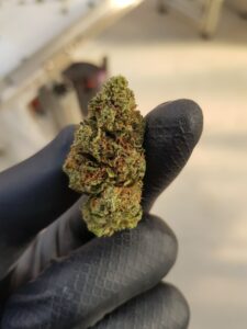 Mastering Cannabis Drying Methods