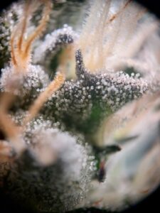 The Main Cannabinoids and Why They Matter in Cannabis Processing