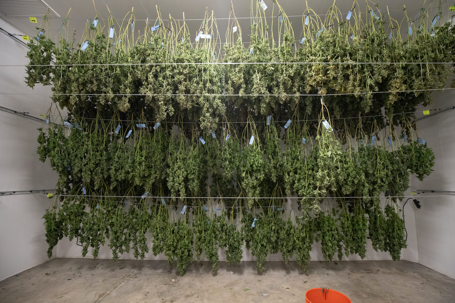 Mastering Cannabis Drying Methods