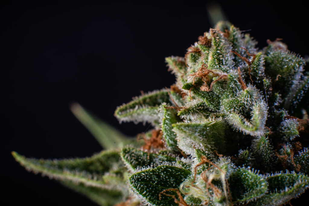 The Main Cannabinoids and Why They Matter in Cannabis Processing