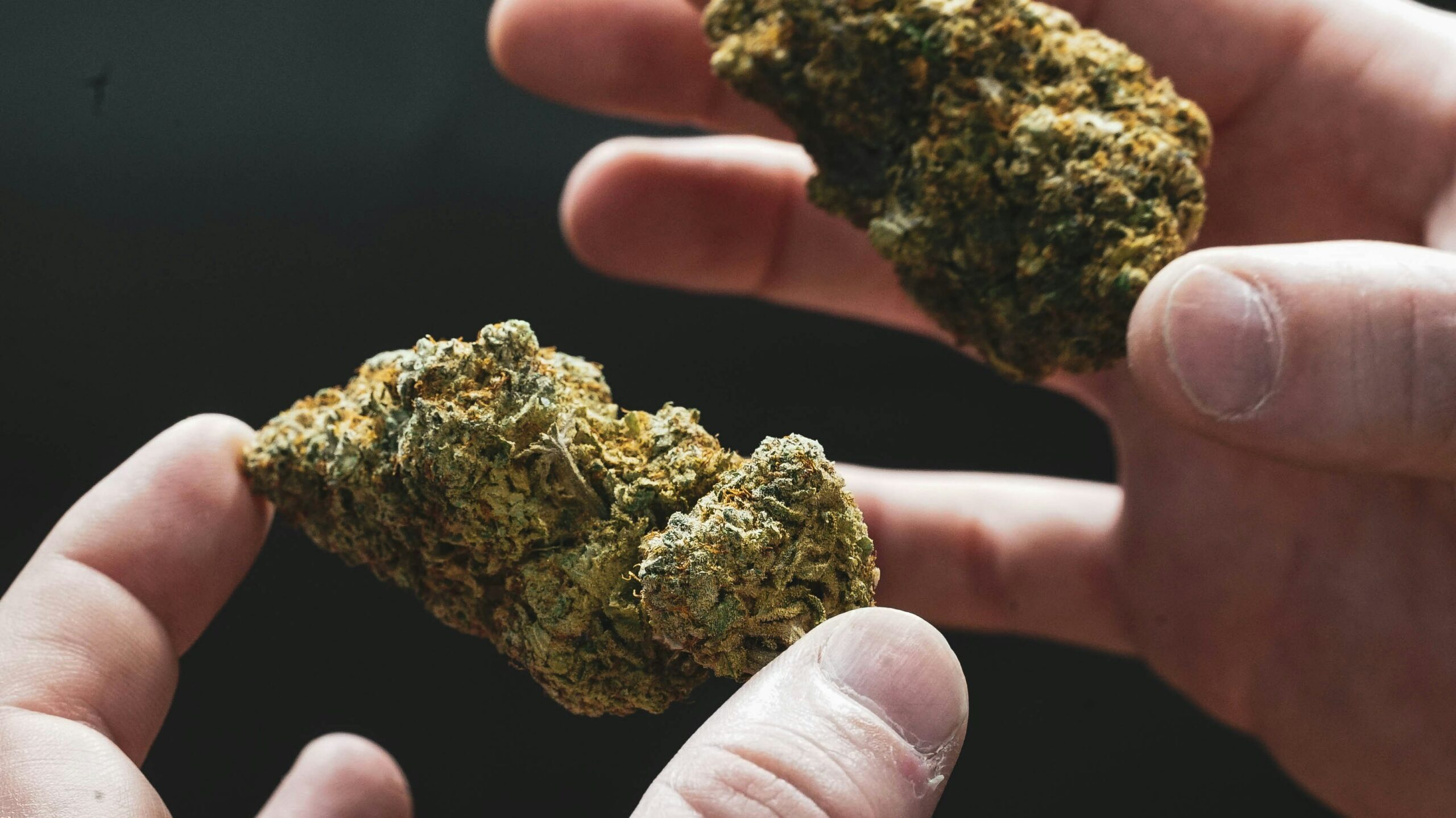 Industrial cannabis post-harvest process with controlled drying and trimming system