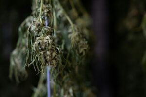 Cannabis buds drying under controlled temperature and humidity to preserve terpene profile