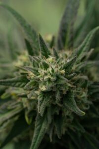 weedzard cannabis light