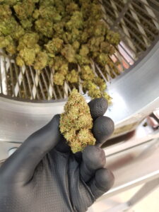 trim dry terpenes and trichomes