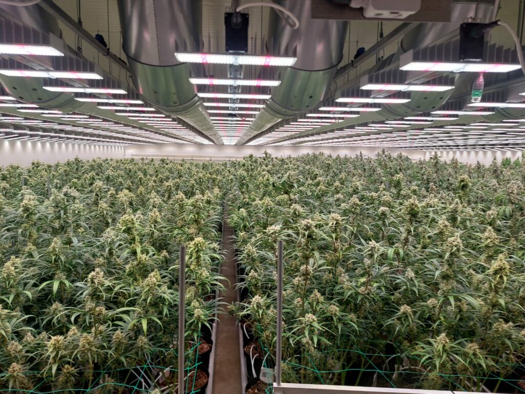 cannabis harvest mistakes