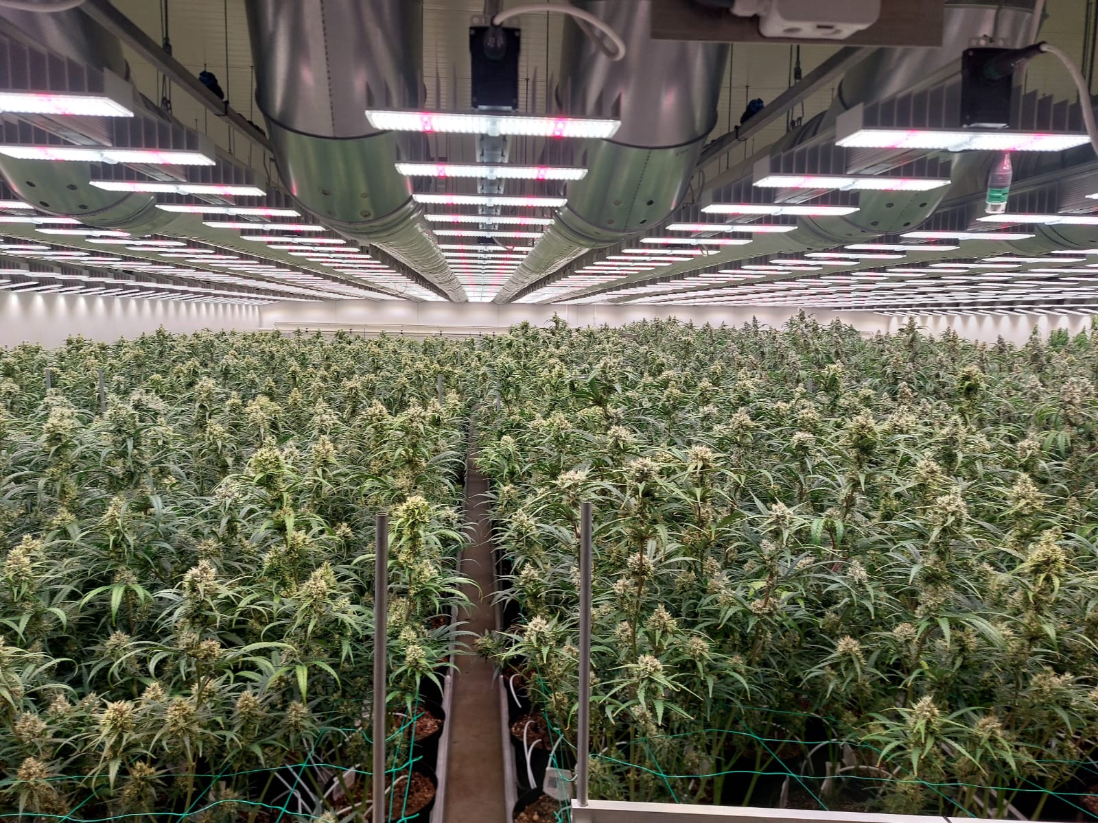 cannabis harvest mistakes