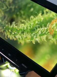 cannabis trichome loss