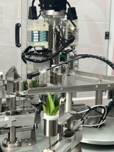 cannabis clone propagation