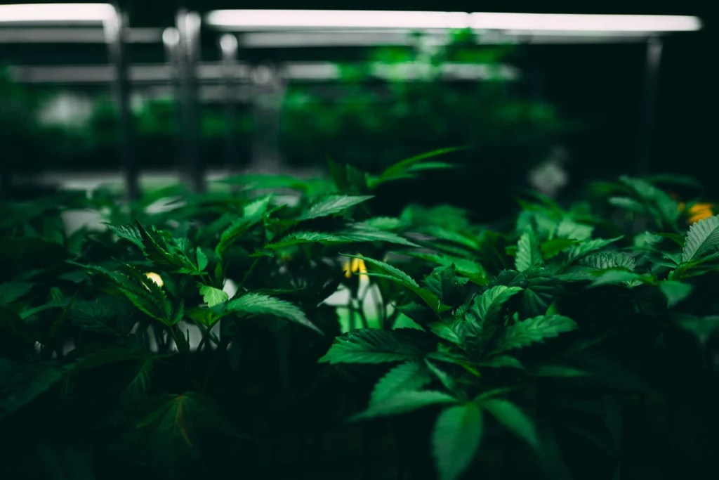 cannabis clone propagation